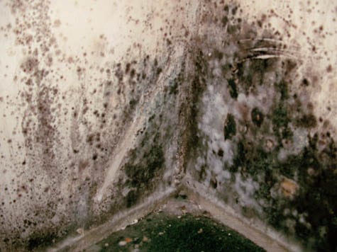 Toxic Black Mold