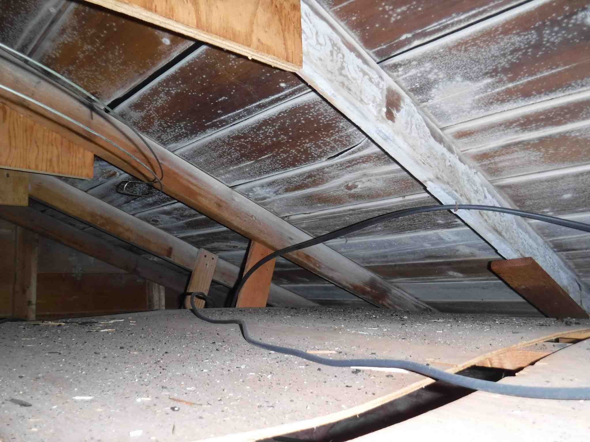 Mold in Attic Space