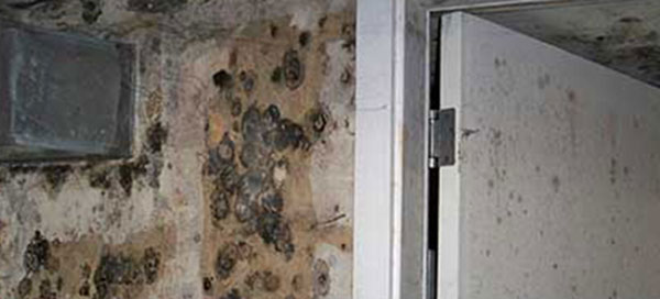 Mold Damage Restoration Services