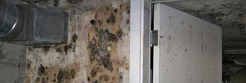 Mold Removal and Remediation Seattle